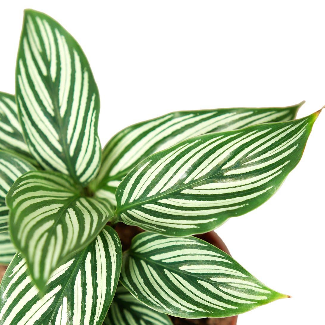 CALATHEA VITTATA 4-inch