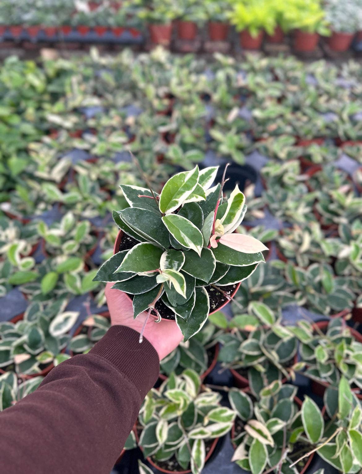 Hoya Krimson Queen (Tricolor) - 6" from MyPlants
