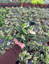 Hoya Krimson Queen (Tricolor) - 6" from MyPlants