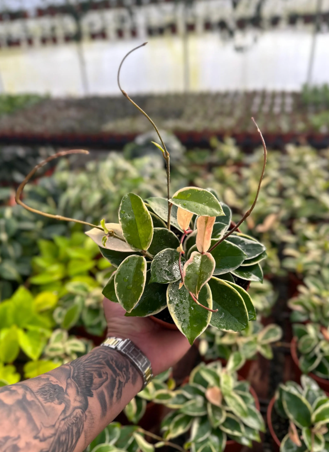 Hoya Krimson Queen (Tricolor) - 6" from MyPlants
