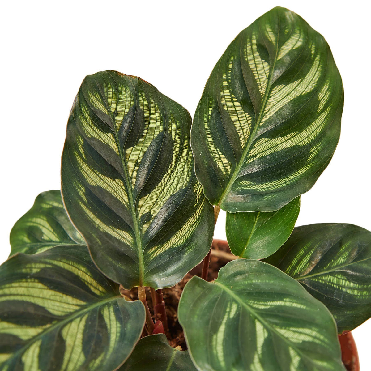 Calathea Makoyana Live Plant, 4-Inch