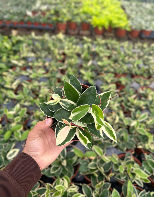 Hoya Krimson Queen (Tricolor) - 6" from MyPlants