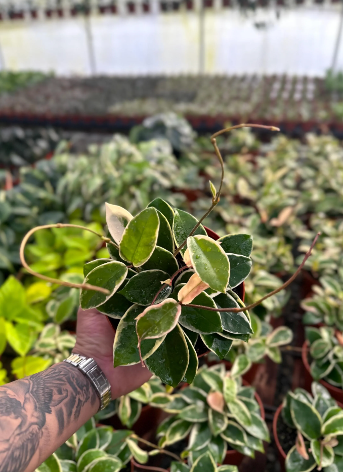 Hoya Krimson Queen (Tricolor) - 6" from MyPlants