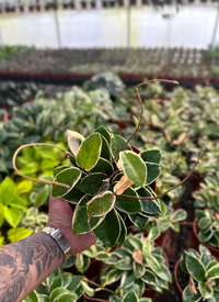Hoya Krimson Queen (Tricolor) - 6" from MyPlants