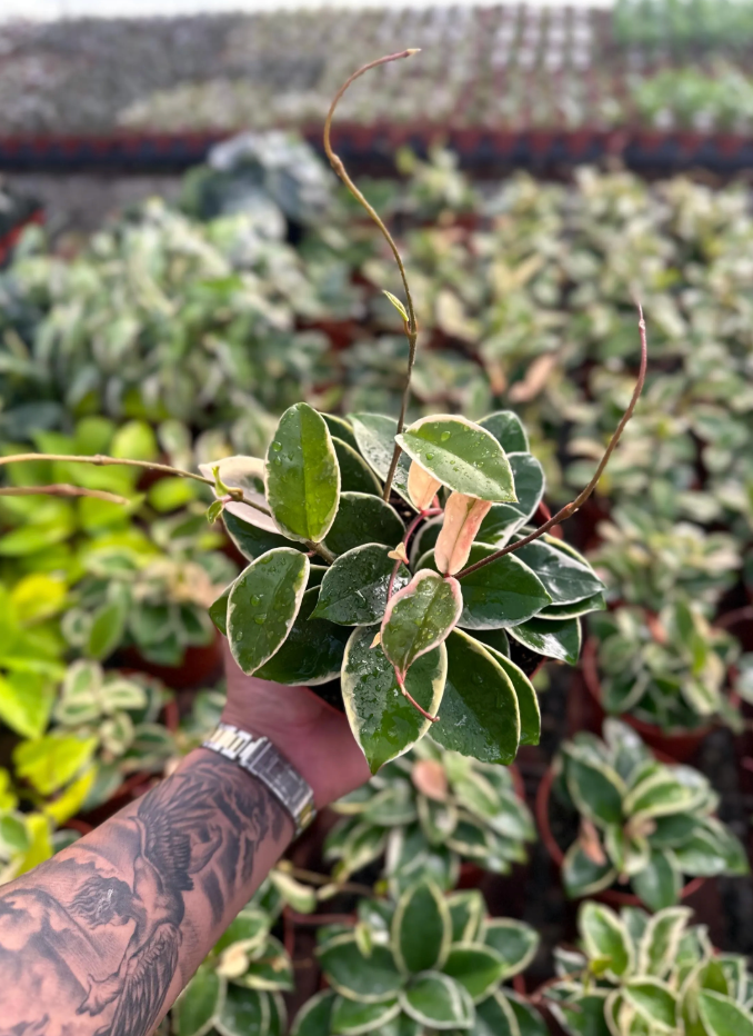 Hoya Krimson Queen (Tricolor) - 6" from MyPlants