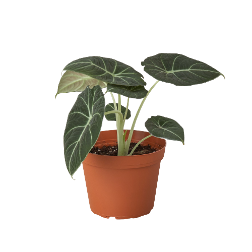 Alocasia Black Velvet 6-Inch Live Plant