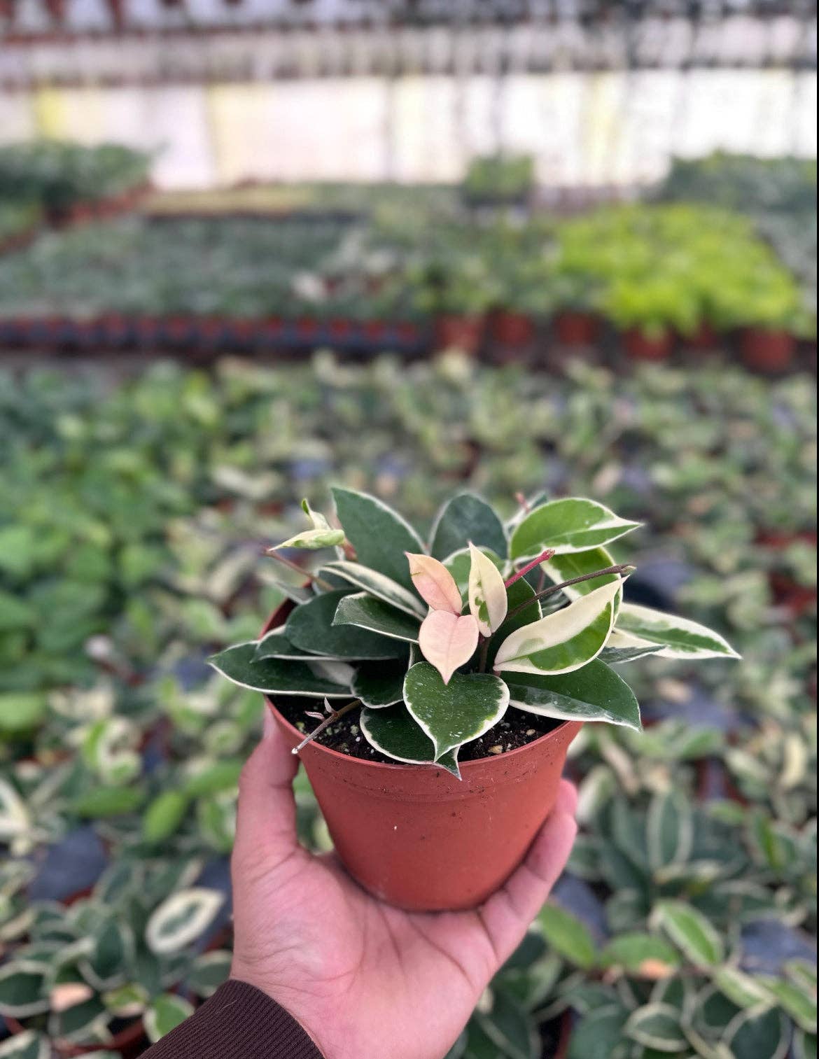 Hoya Krimson Queen (Tricolor) - 6" from MyPlants