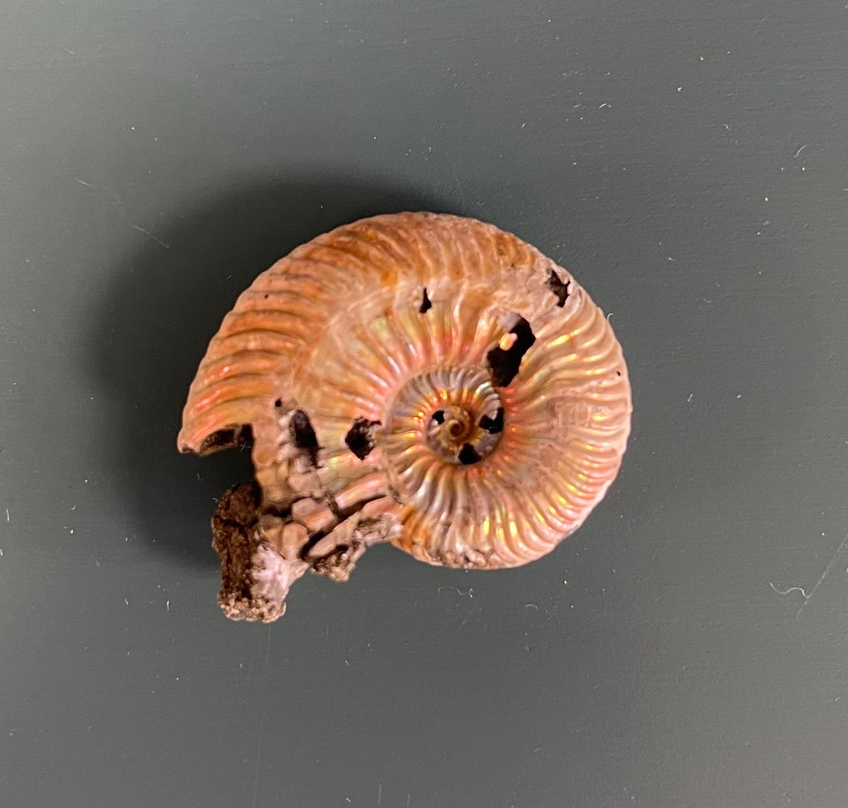 Pyrited Ammonite