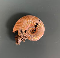 Pyrited Ammonite