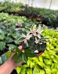 Hoya Krimson Queen (Tricolor) - 6" from MyPlants