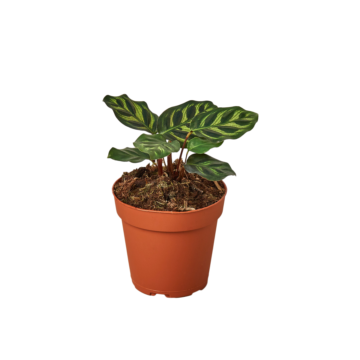 Calathea Makoyana Live Plant, 4-Inch