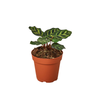 Calathea Makoyana Live Plant, 4-Inch