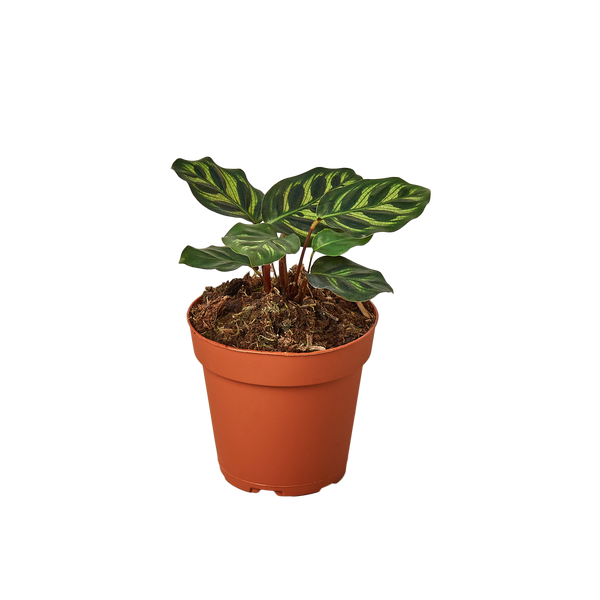 Calathea Makoyana Live Plant, 4-Inch