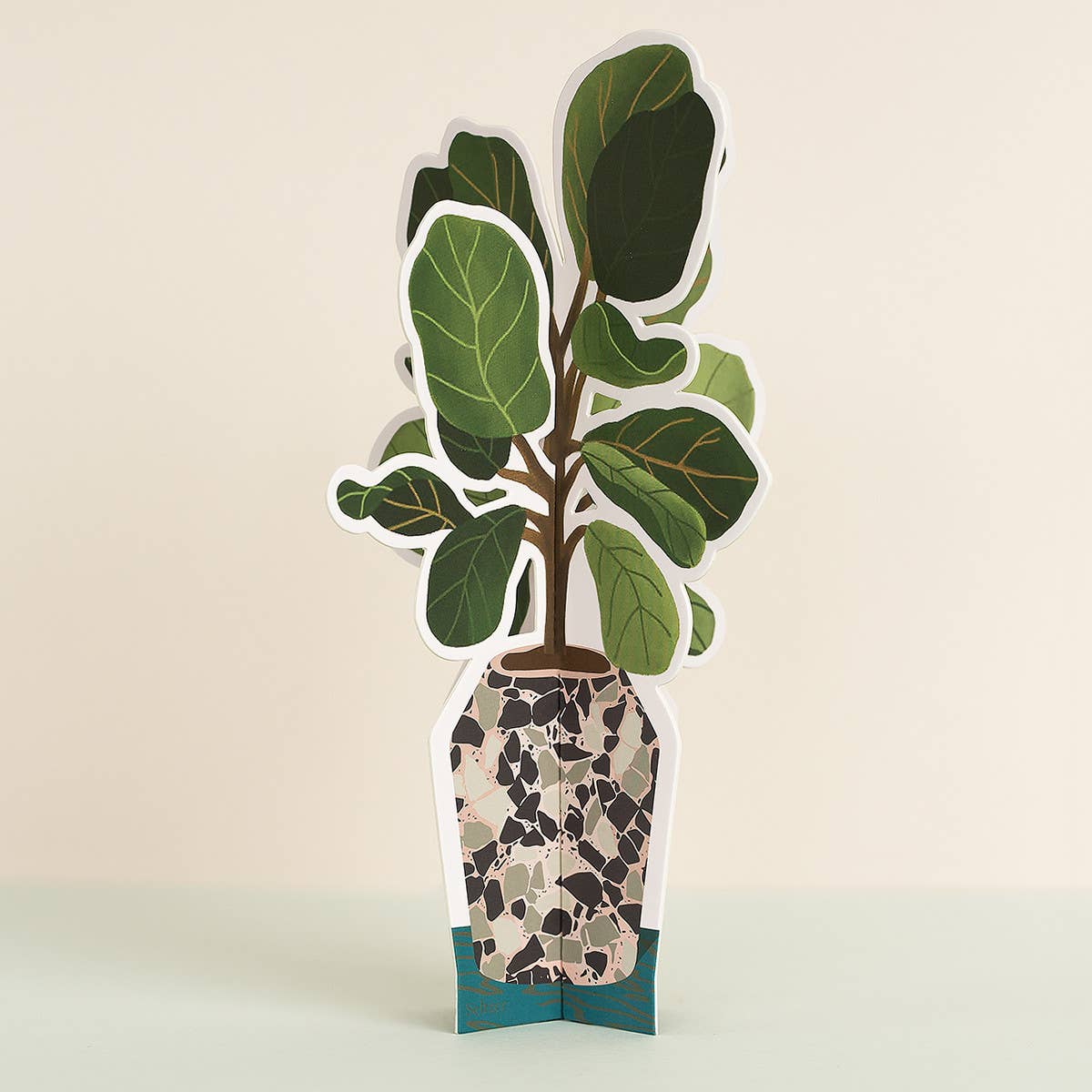 Fiddle Leaf Fig Plant